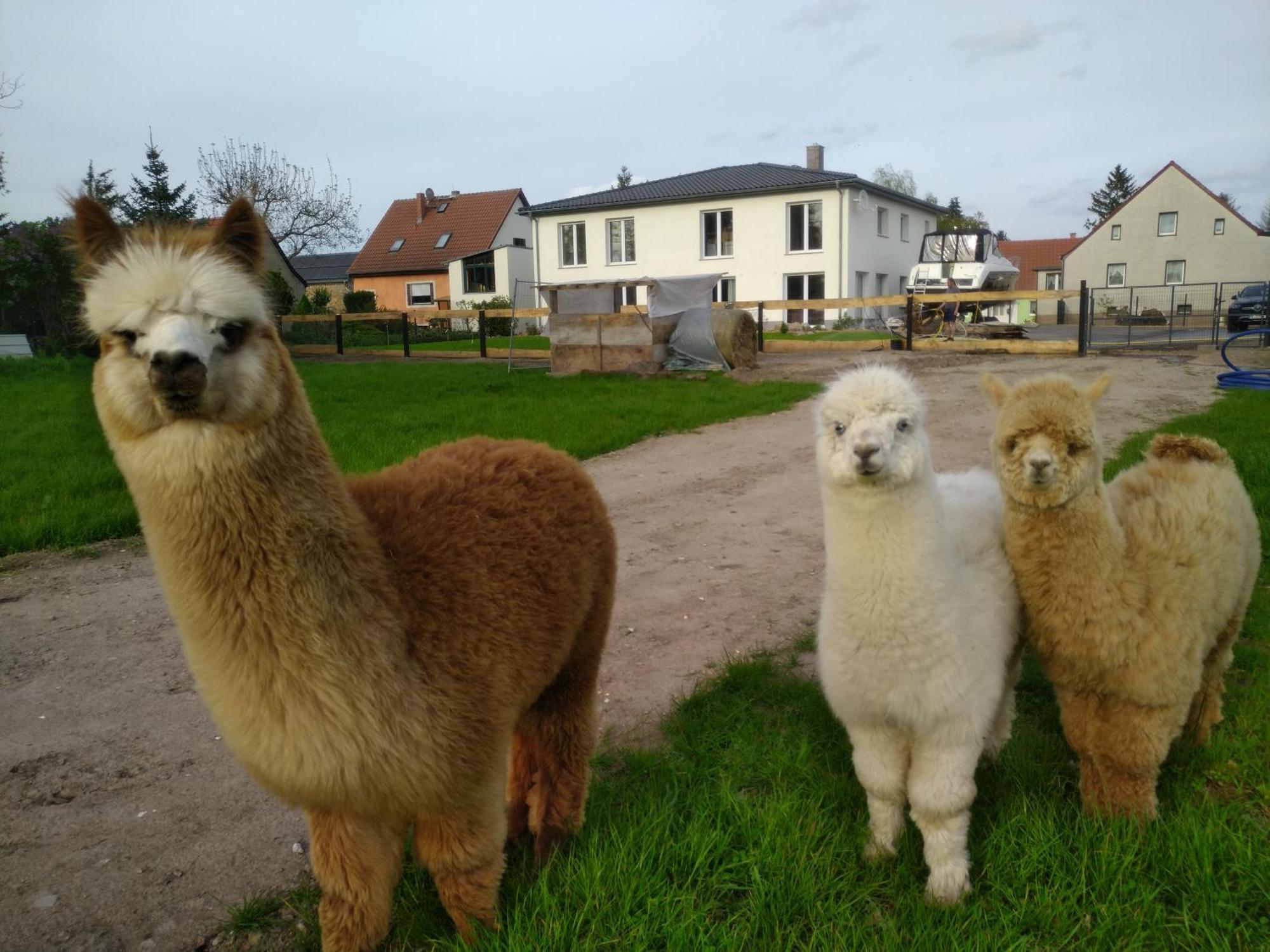 Ferienwohnung Beetzseeheide Ketzur Bagian luar foto